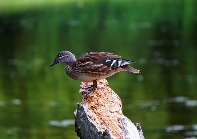 Fra rutine til ekspert: Avancerede strategier til kryptiske krydsord